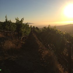 Maidenstoen wine - Coastview vineyard