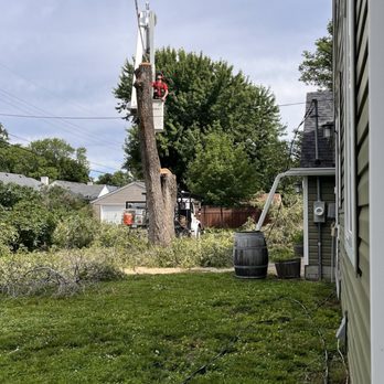 Vineland Tree Care - Tree Services Near Me - Minneapolis, Minnesota Vineland Tree Care - Tree Services Near Me - Minneapolis, Minnesota