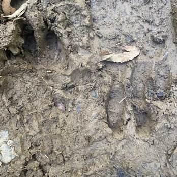 Congaree National Park - Boar track - Parks Near Me - Hopkins, South Carolina