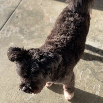 Bubbles Mobile Dog Grooming - Oreo - Pet Groomers Near Me - West Hollywood, California