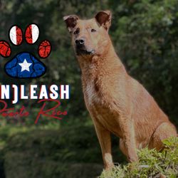 UnLeash Puerto Rico