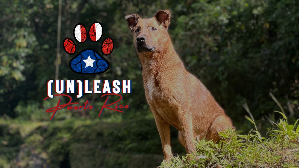 UnLeash Puerto Rico Image