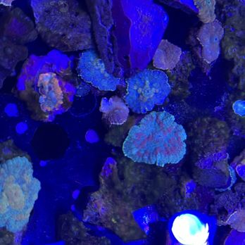 Aqua Plus Aquarium - Local Fish Stores Near Me - Santa Clara, California Aqua Plus Aquarium - Local Fish Stores Near Me - Santa Clara, California