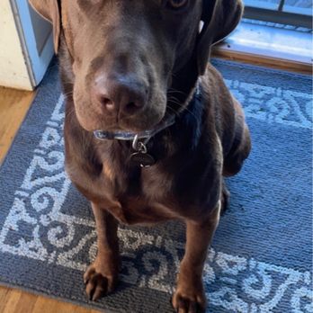 Alex Macias Dog Training - Dugo - Pet Training Near Me