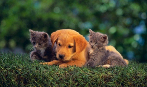 Buxmont Veterinary Hospital Image