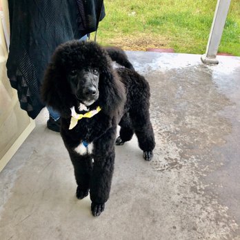 Critter Care Grooming - Pet Groomers Near Me - Las Vegas, Nevada