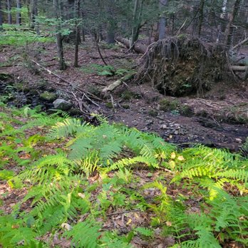 Noel Baker Trail - Fern - Hiking Near Me - Canton, Connecticut