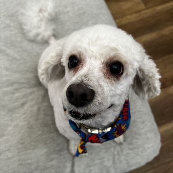 Above & Beyond Pet Grooming - Kirk the Bichon-poo. - Pet Groomers Near Me - Stockton, California Above & Beyond Pet Grooming - Kirk the Bichon-poo. - Pet Groomers Near Me - Stockton, California