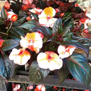 Carpinito Brothers - Nurseries & Gardening Near Me - Kent, Washington