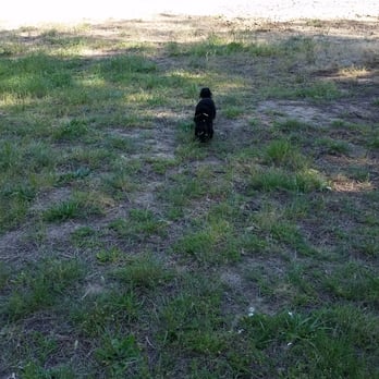 Sutherlin Dog Park - Baxter running free on the BIG DOG side - Dog Parks Near Me Sutherlin Dog Park - Baxter running free on the BIG DOG side - Dog Parks Near Me
