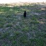 Photo of Sutherlin Dog Park