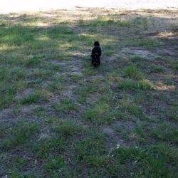 Sutherlin Dog Park - Baxter running free on the BIG DOG side