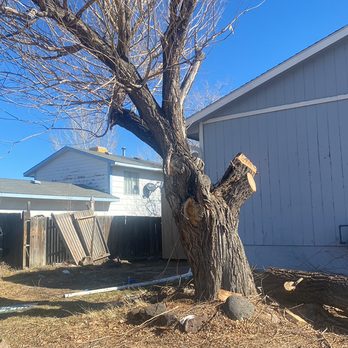 Grand Junction Trees - Willow removal - Tree Services Near Me Grand Junction Trees - Willow removal - Tree Services Near Me