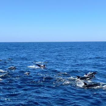 Davey's Locker - Dolphin pod - Fishing Near Me - Newport Beach, California
