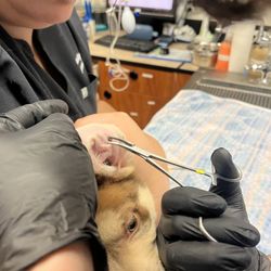 Milpitas Pet Clinic