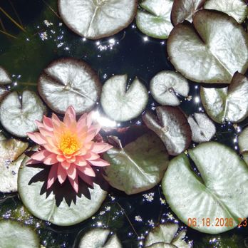 Chicago Botanic Garden - Botanical Gardens Near Me - Glencoe, Illinois Chicago Botanic Garden - Botanical Gardens Near Me - Glencoe, Illinois