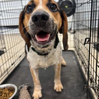 SJ’s Dog Boarding - Pet Boarding Near Me - Morrison, Tennessee SJ’s Dog Boarding - Pet Boarding Near Me - Morrison, Tennessee