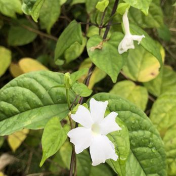 Lydgate Farms - Botanical Gardens Near Me - Kapaa, Hawaii