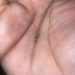 Screw found in food. Was told I would get a full refund and only got back $12 which the pizza cost $18. Screw found in food. Was told I would get a full refund and only got back $12 which the pizza cost $18.