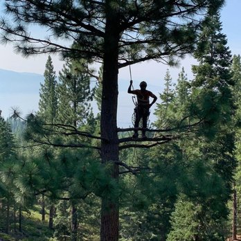 The Tree Mechanic - We will go out on a limb for you! - Tree Services Near Me The Tree Mechanic - We will go out on a limb for you! - Tree Services Near Me