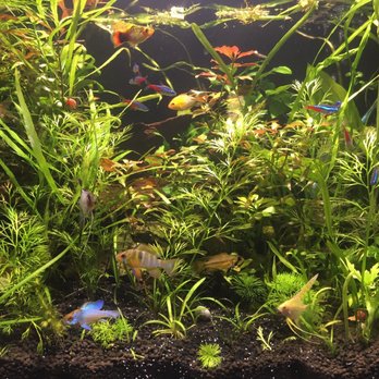 Aquarium Pro - Aquarium Services Near Me - Centralia, Washington