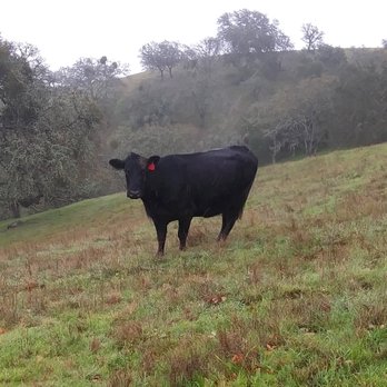 Pacheco State Park - Møøse trained by YUTTE HERMSGERVØRDENBRØTBØRDA - no wait, that's a cow - Parks Near Me - Hollister, California Pacheco State Park - Møøse trained by YUTTE HERMSGERVØRDENBRØTBØRDA - no wait, that's a cow - Parks Near Me - Hollister, California