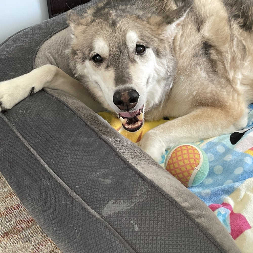 Northwest Mobile Vet - My husky weak and ill 48 hours later. - Veterinarians Near Me Northwest Mobile Vet - My husky weak and ill 48 hours later. - Veterinarians Near Me