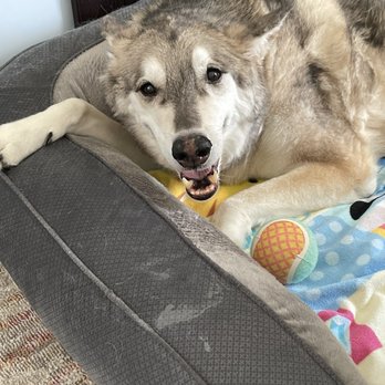 Northwest Mobile Vet - My husky weak and ill 48 hours later. - Veterinarians Near Me Northwest Mobile Vet - My husky weak and ill 48 hours later. - Veterinarians Near Me