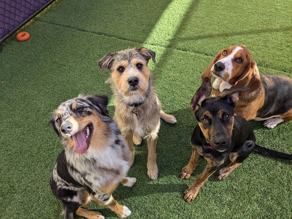 Central Bark Oakdale - pet boarding facility in Oakdale, MN