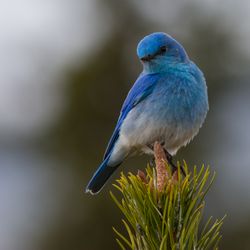 Bluebird Law