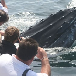 Cape Ann Whale Watch - Cape Ann Whale Watch