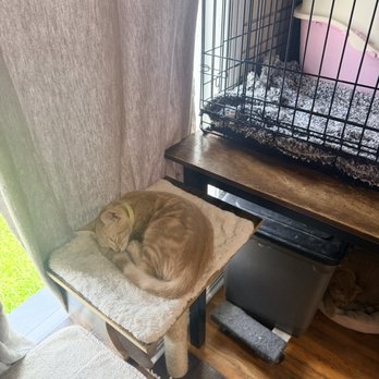 The Casual Cat Cafe - More kitties - Pet Stores Near Me - Richland Hills, Texas The Casual Cat Cafe - More kitties - Pet Stores Near Me - Richland Hills, Texas