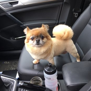 City Paws - Pet Groomers Near Me - Seattle, Washington City Paws - Pet Groomers Near Me - Seattle, Washington