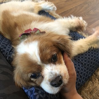 West Coast Pet Memorial Services - Giving her lots of love - Pet Cremation Services Near Me - San Diego, California West Coast Pet Memorial Services - Giving her lots of love - Pet Cremation Services Near Me - San Diego, California