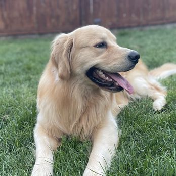 L & M Ventures Pet Spa by Safeway - Tanner - Pet Groomers Near Me - Firestone, Colorado L & M Ventures Pet Spa by Safeway - Tanner - Pet Groomers Near Me - Firestone, Colorado