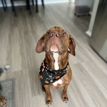 Pet Supplies Plus Greensboro - Pet Groomers Near Me - Greensboro, North Carolina Pet Supplies Plus Greensboro - Pet Groomers Near Me - Greensboro, North Carolina