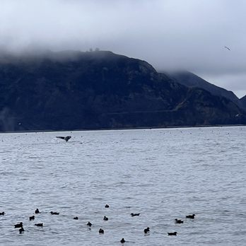 Blue Giants - Whale tail! - Whale Watching Tours Near Me - Sausalito, California Blue Giants - Whale tail! - Whale Watching Tours Near Me - Sausalito, California