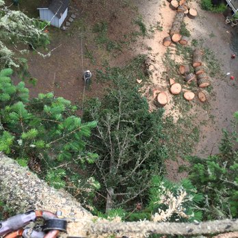 Sound Tree Care - Doug fir removal, Tacoma wa - Tree Services Near Me