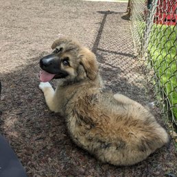 Our pup in the shade tired from playing Our pup in the shade tired from playing