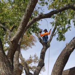 Perez Tree Care
