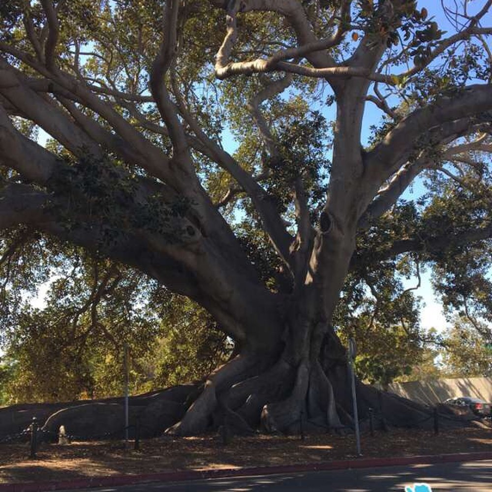 Moreton Bay Fig Tree Park - Parks Near Me - Santa Barbara, California Moreton Bay Fig Tree Park - Parks Near Me - Santa Barbara, California