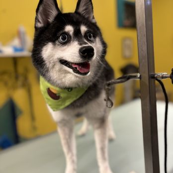 Fluff & Buff Boutique - Pet Groomers Near Me - Tyngsborough, Massachusetts Fluff & Buff Boutique - Pet Groomers Near Me - Tyngsborough, Massachusetts