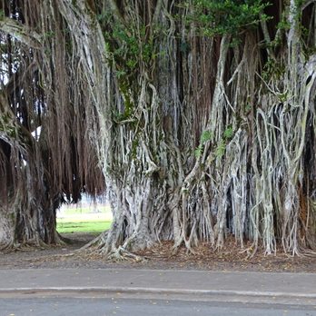 Banyan Drive - Local Flavor Near Me - Hilo, Hawaii Banyan Drive - Local Flavor Near Me - Hilo, Hawaii