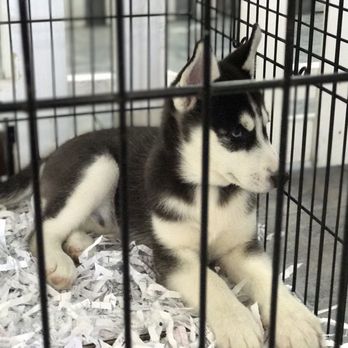 All About Puppies - Pet Stores Near Me - Largo, Florida