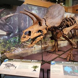 Wyoming State Museum - Triceratops skeleton