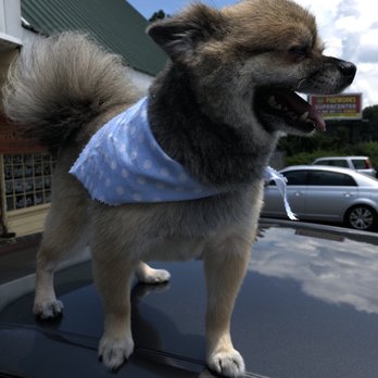 JP's Top Dog - Pet Groomers Near Me - Marietta, Georgia