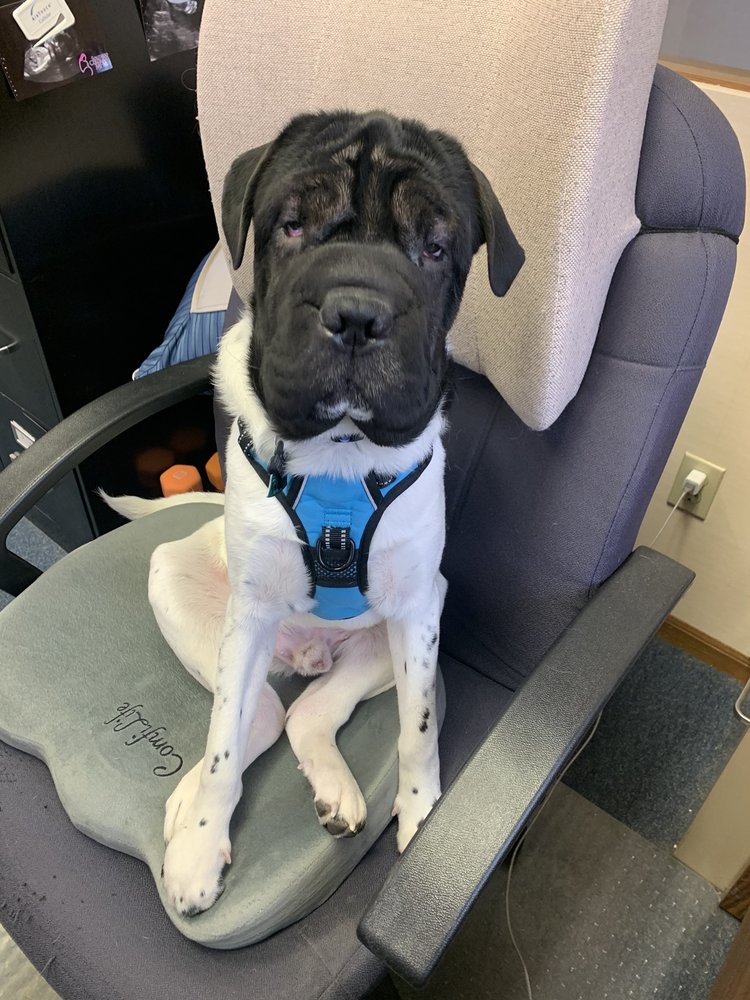 ARK VETERINARY HOSPITAL 3025 Old Airport Rd, Wooster, Ohio