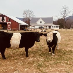 Belties