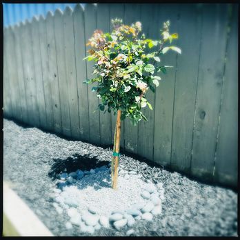 SummerWinds Nursery - Novato - Nurseries & Gardening Near Me - Novato, California