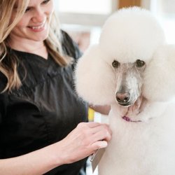 The Pawsh Dog